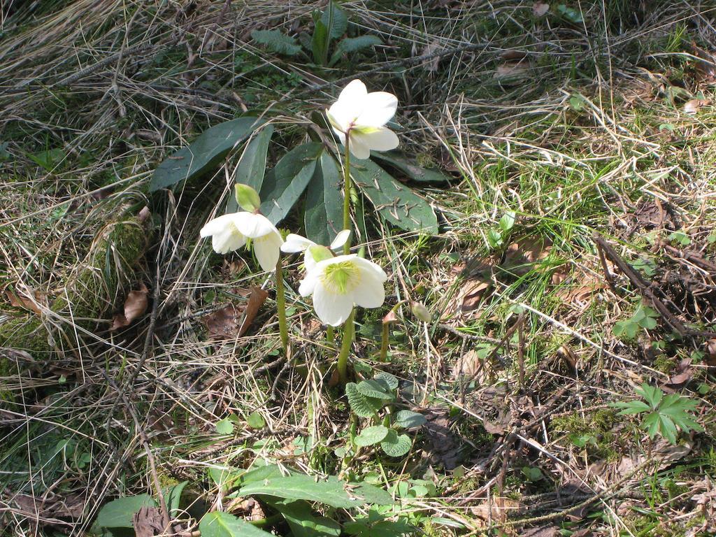 蒂尔塞Haus Tirol公寓 客房 照片